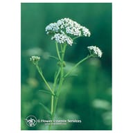 YARROW ESS 7,4ML CALF