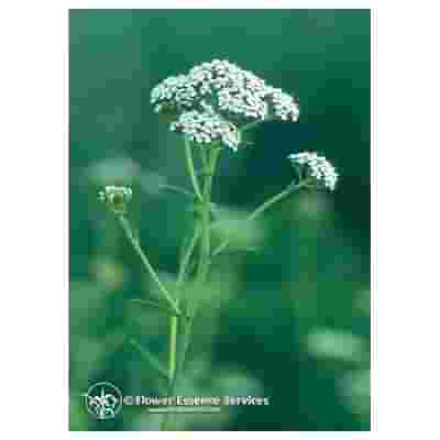 YARROW ESS 7,4ML CALF