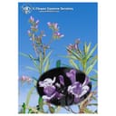 YERBA SANTA ESS 7,4ML CALF