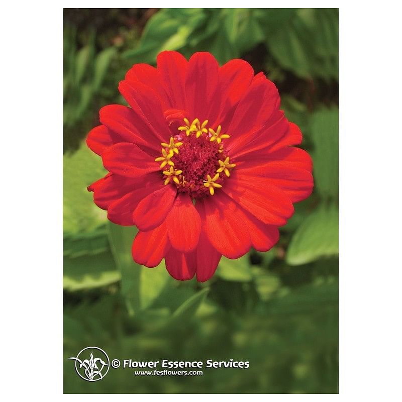 Zinnia Ess 7,4 Ml Calf