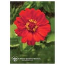 ZINNIA ESS 7,4ML CALF