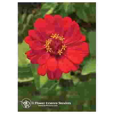ZINNIA ESS 7,4ML CALF