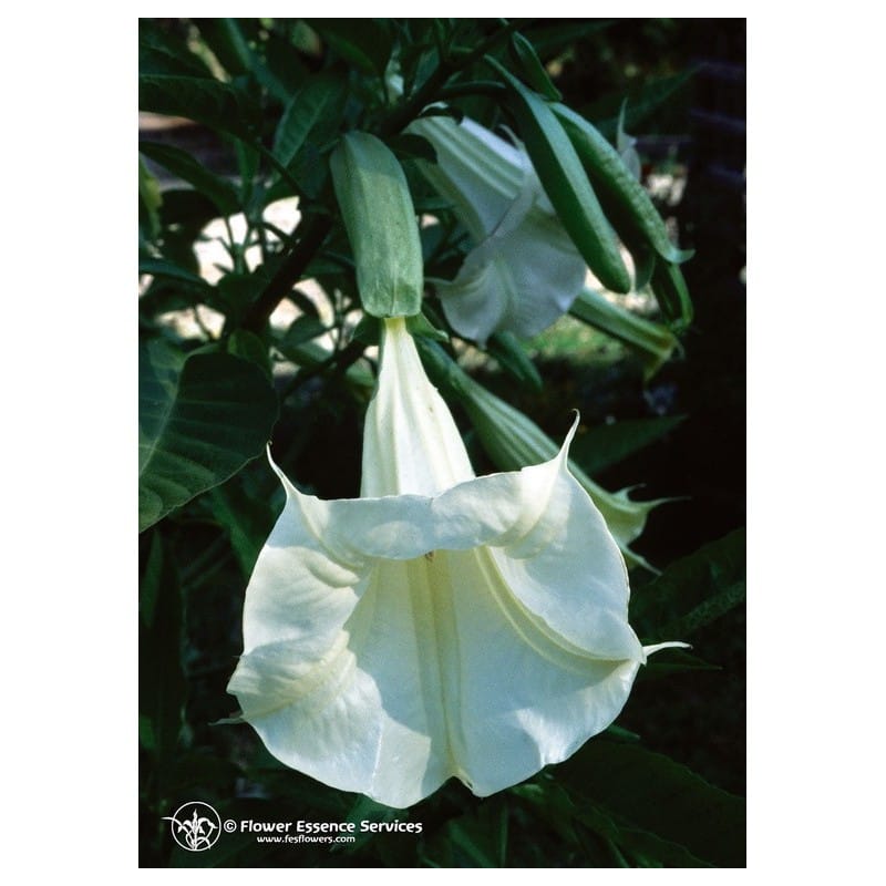 ANGELS TRUMPET ESS 7,4ML CALF