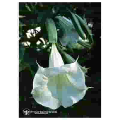 ANGELS TRUMPET ESS 7,4ML CALF