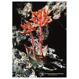 CANYON DUDLEYA ESS 7,4ML CALF