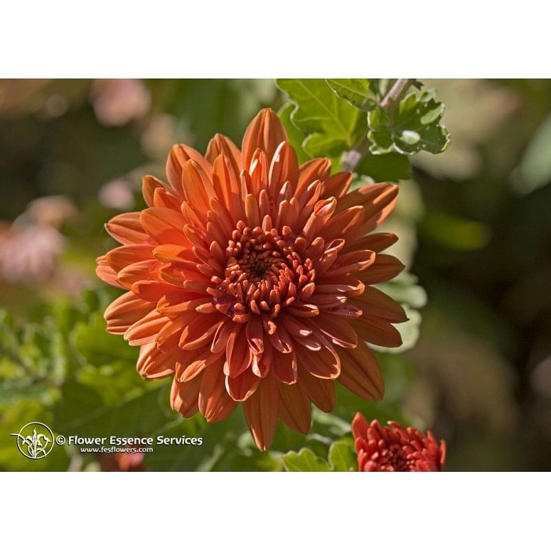 Chrysanthemum Ess 7,4 Ml Calf