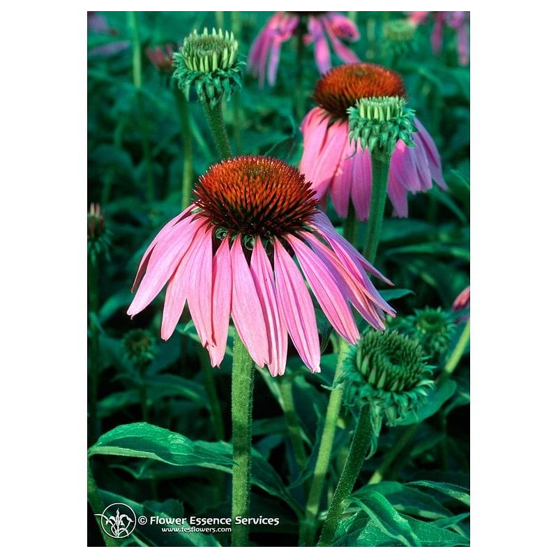 Echinacea Ess 7,4 Ml Calf