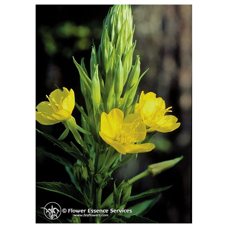 Evening Primrose 7,4 Ml Calf