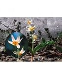 FAWN LILY ESS 7,4ML CALF