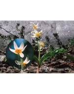 FAWN LILY ESS 7,4ML CALF