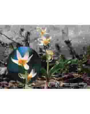FAWN LILY ESS 7,4ML CALF