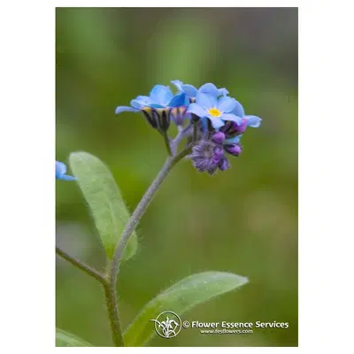 FORGET ME NOT ESS 7,4ML CALF FORGET ME NOT ESS 7,4ML CALF