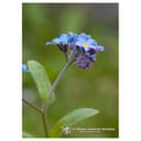 FORGET ME NOT ESS 7,4ML CALF