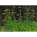 GOLDEN YARROW ESS 7,4ML CALF