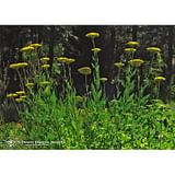 GOLDEN YARROW ESS 7,4ML CALF