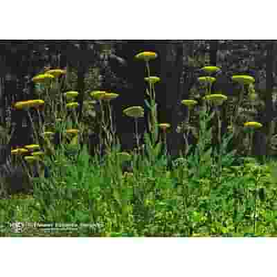 GOLDEN YARROW ESS 7,4ML CALF