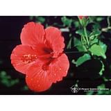 HIBISCUS ESS 7,4ML CALF