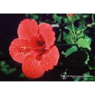 HIBISCUS ESS 7,4ML CALF