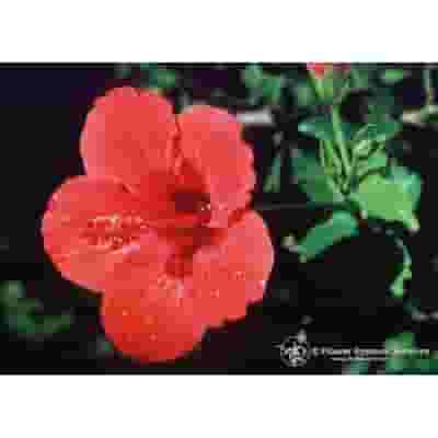 HIBISCUS ESS 7,4ML CALF
