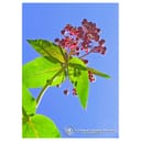 MILKWEED ESS 7,4ML CALF