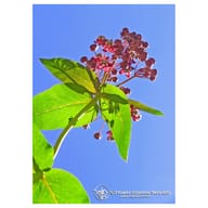 MILKWEED ESS 7,4ML CALF