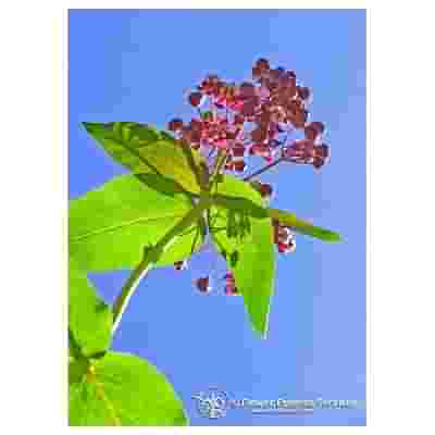 MILKWEED ESS 7,4ML CALF