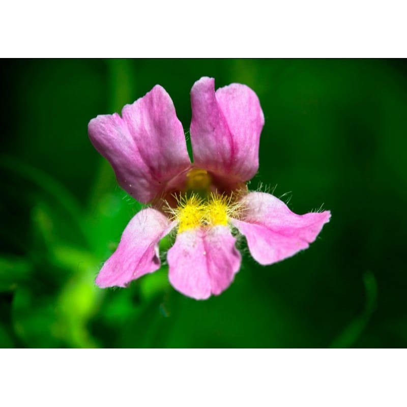 PINK MONKEYFLOWER 7,4ML CALF