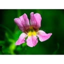 PINK MONKEYFLOWER 7,4ML CALF