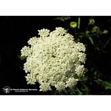 QUEEN ANNES LACE 7,4ML CALF