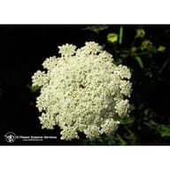 QUEEN ANNES LACE 7,4ML CALF
