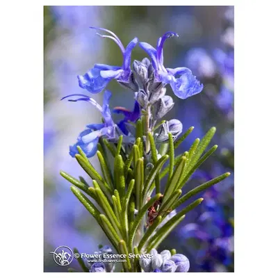 ROSEMARY ESS 7,4ML CALF ROSEMARY ESS 7,4ML CALF