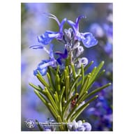 ROSEMARY ESS 7,4ML CALF