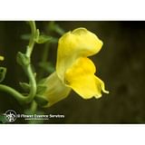 SNAPDRAGON ESS 7,4ML CALF