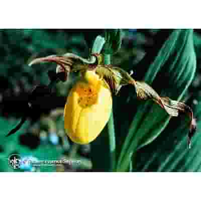LADYS SLIPPER ESS 7,4ML CALF