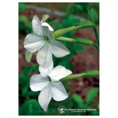 NICOTIANA ESS 7,4ML CALF NICOTIANA ESS 7,4ML CALF