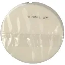 OSTIE TONDE 8CM BUSTA 7 G