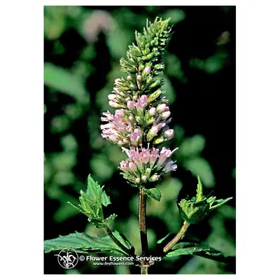 PEPPERMINT ESS 7,4ML CALF PEPPERMINT ESS 7,4ML CALF