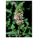 PEPPERMINT ESS 7,4ML CALF