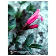 MOUNTAIN PRIDE ESS 7,4ML CALF