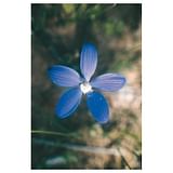 BLUE CHINA ORCHID 15ML AUST