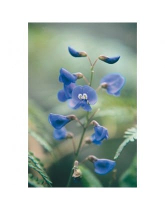 Happy Wanderer Ess 15 Ml Aust