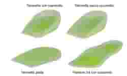 PLANTARE 3/4 CON CUSCINETTO E SCARICO METATARSALE PER SCARPE DAL NUMERO 39 AL NUMERO 40 PER METATARSALGIE E SPERONE CALCANEALE 1 PAIO