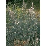 TSA ARTEMISIA VULGARIS 50 ML