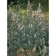 TSA ARTEMISIA VULGARIS 50 ML