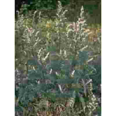 TSA ARTEMISIA VULGARIS 50 ML
