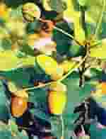 TSA QUERCUS ROBUR 50 ML