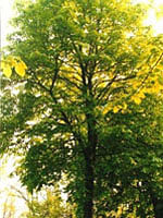 Tsa Tilia Europea 50 Ml