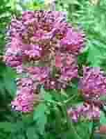 TINTURA SPAGIRICO ALCHEMICA DI VALERIANA OFFICINALIS 50 ML