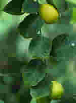 MSA CITRUS LIMONUM 50 ML