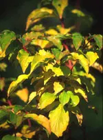 MSA CORNUS SANGUINEA 50 ML MSA CORNUS SANGUINEA 50 ML